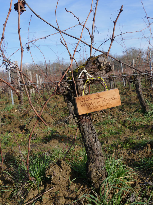 Виноградник на урожай